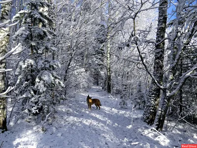 Фото Первый снег в лесу в формате JPG