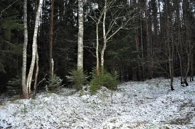 Изображение первого снега в лесу в формате PNG
