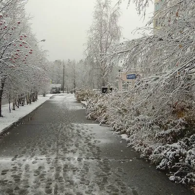 Фон первого снега: Зимняя палитра во всей красе