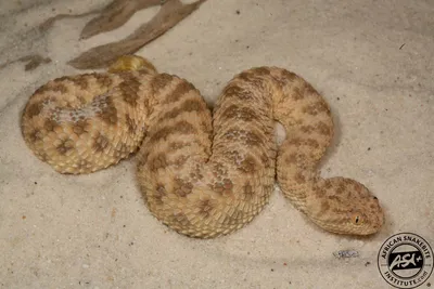 Змея песчаная гадюка: фото для познания и изучения