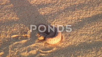 Песчаная гадюка: фотографии для изучения ее внешности