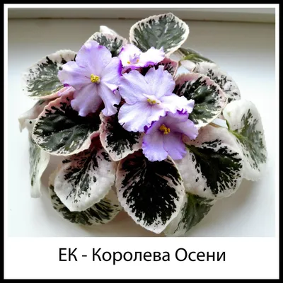 Всё про пестролистные фиалки | Клуб любителей фиалок