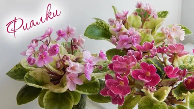 Каталог селекция фиалок. ЕК-Фиалки - фиалки-сенполии.рф, каталог фиалок  селекционера Коршунова Е.В., продажа комнатных фиалок. Секреты разведения,  выращивание, лечения и ухода за фиалками: пестролистные, фантазийные,  махровые, бахромчатые коллекционные ...