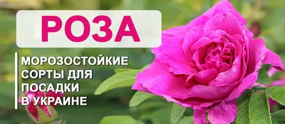 Роза флорибунда Абракадабра