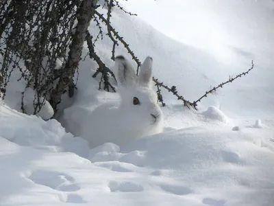 Петли на зайца фото фотографии