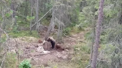 Потрясающая петля на медведя в формате jpg