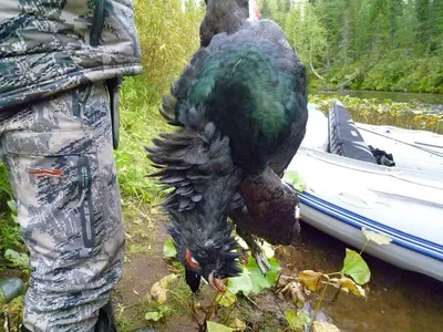 Удивительная петля на медведя в высоком качестве в jpg