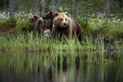 Скачать фото медведя с потрясающей петлей в формате webp