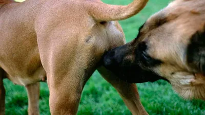 Течка у собак 🐕 – сколько длится, признаки и симптомы, помощь питомцу
