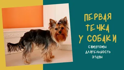 В какой день течки вязать собаку? - КЛУБ ЗАЩИТЫ ЖИВОТНЫХ