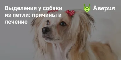 Здравствуйте,уважаемая группа!нужна ваша помощь!нам 10 мес...обратила  внимание,что собака все время лижет петлю...ерзает.. | ВКонтакте