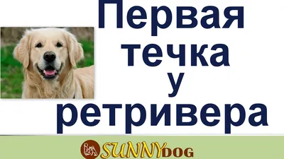 Пиометра у собак: причины, виды, лечение •
