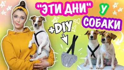 Течка у собак | ВКонтакте