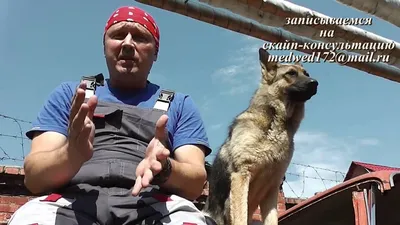 Течка у собак