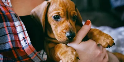 Как гулять с собакой во время течки? Ответ на Petstory