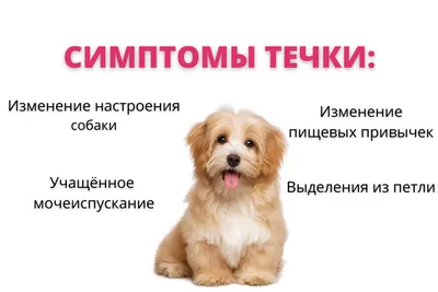 Сколько месяцев собака ходит беременная: признаки беременности собак