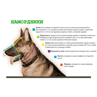 Принять роды у собаки (62 фото) - картинки sobakovod.club