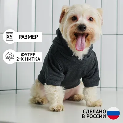 Течка у собак 🐕 – сколько длится, признаки и симптомы, помощь питомцу