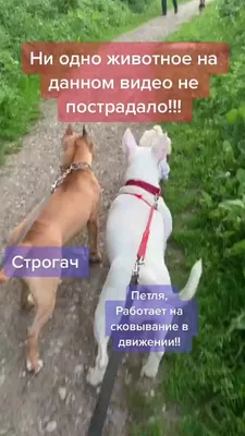 Намордик-петля для собак Камон