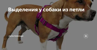 Поймать собачку - раз плюнуть! Серия 4: Петля ловчая своими руками из  старой швабры. - YouTube