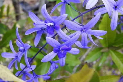 Petrea VOLUBILIS (Петрея): купить 2 семени c доставкой почтой 🌸 Адениум  дома