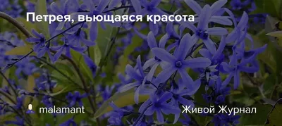 Красоту ее не описать словами | ЗЕЛЕНЫЙ МИР С ЕЛЕНОЙ | Дзен