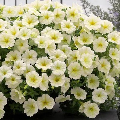 Петуния ампельная гибридная (Petunia x hybrida)