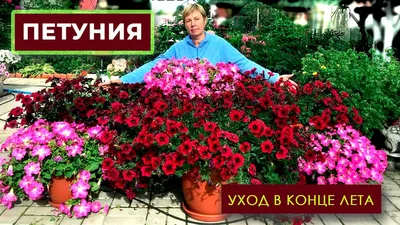 ВашеХобби - Петуния: посадка, уход и вредители 🌸 Петуния представляет  собой цветущее растение, которое подходит как для балконов, так и для  посадки в саду. Эти цветы просты в уходе, главное – постоянно