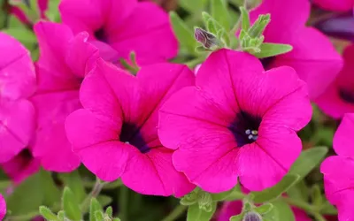 Петуния \"Go! Tunia Purple Eye\" купить в питомнике растений с доставкой по  Волгограду и Волгоградской области, рассада, выращивание, посадка и уход