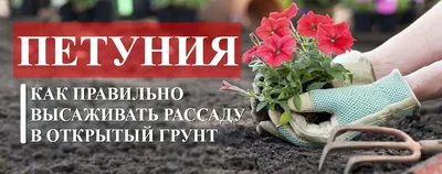 Как размножить петунию черенками – пошаговый мастер-класс | В цветнике  (Огород.ru)