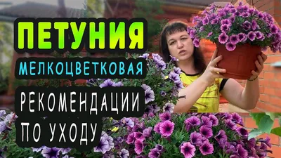 Когда и как высаживать петунии в открытый грунт