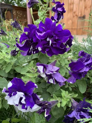 красивая петуния разнообразие двойной каскад синий. гигантские цветы до 10  см. красивые большие и яркие цветы Стоковое Фото - изображение  насчитывающей свеже, цветок: 219699602