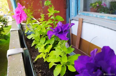 Петуния Пикобелла Каскад F1 пурпурная (фиолетовая) миллифлора купить семена  петунии Syngenta | доставка почтой по Украине