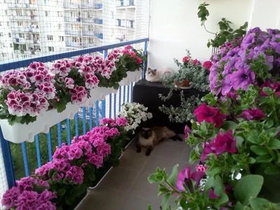Выращивание петунии на балконе | О Фазенде. Загородная жизнь | Дзен
