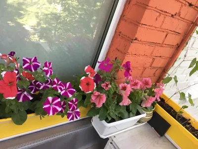 Какие цветы посадить на балконе – блог интернет-магазина Порядок.ру