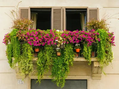 Красивый и уютный балкон: пять растений, которые украсят пространство