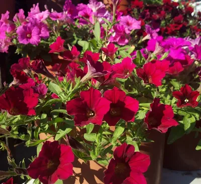 Цветы для балкона, цветущие все лето: 15 видов с фото | ivd.ru