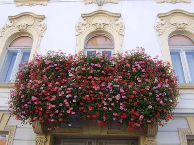BB.lv: Какие цветы посадить на балконе: ТОП–5 неприхотливых растений