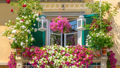 Цветы для солнечного балкона: выбираем цветы для балкона, выходящего на юг