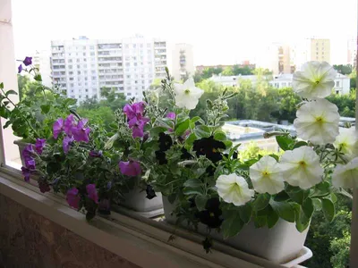 Петуния для балкона и лоджии: выращивание из семян и уход