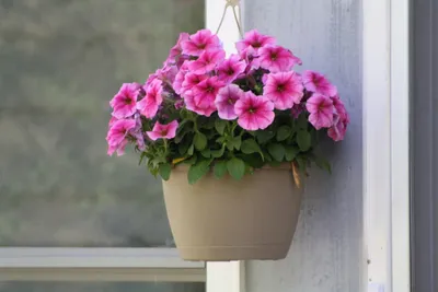 Цветы для украшения балкона