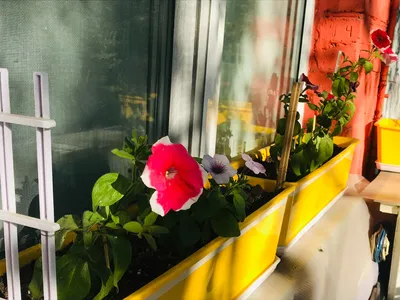 Выращивание Цветов на балконе * Интернет-магазин Flowers Country - цветы с  доставкой