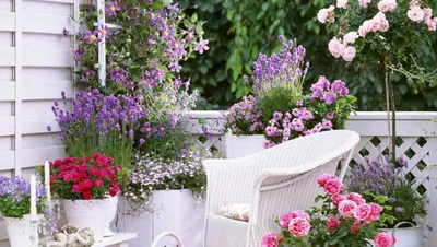Цветы на балконе: какие можно посадить, названия и фото