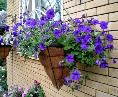 Цветы на балконе: что посадить на балконе – какие цветы и растения можно  выращивать на балконе | Houzz Россия
