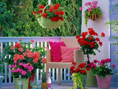 Выбираем цветы для солнечного и тенистого балкона