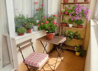 Какие цветы выращивают на балконе – самые красивые растения | OBOZ.UA