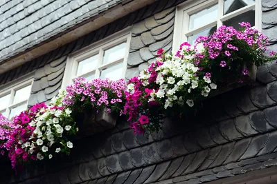 дизайн балкона I оформление балкона I цветы на балконе I цветы для балкона