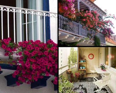 Подвесные цветы на балконе - 73 фото