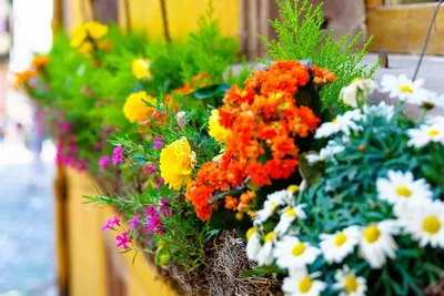 Выбираем цветы для солнечного и тенистого балкона