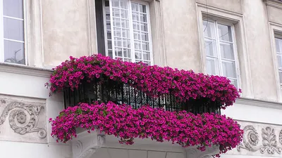 красивые цветы петунии на балконе дома Стоковое Изображение - изображение  насчитывающей петунья, окно: 252729421